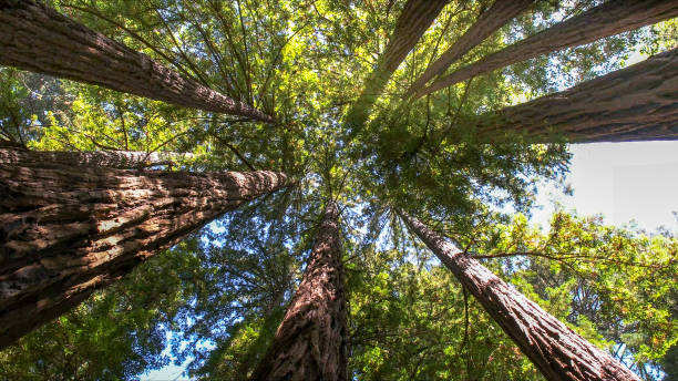 The Steps Involved in Our Tree Care Process in Highland Beach, FL